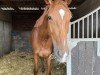 jumper Queen Anna 3 (Westphalian, 2020, from Capistrano 2)
