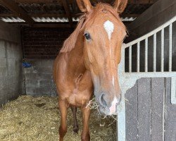 jumper Queen Anna 3 (Westphalian, 2020, from Capistrano 2)