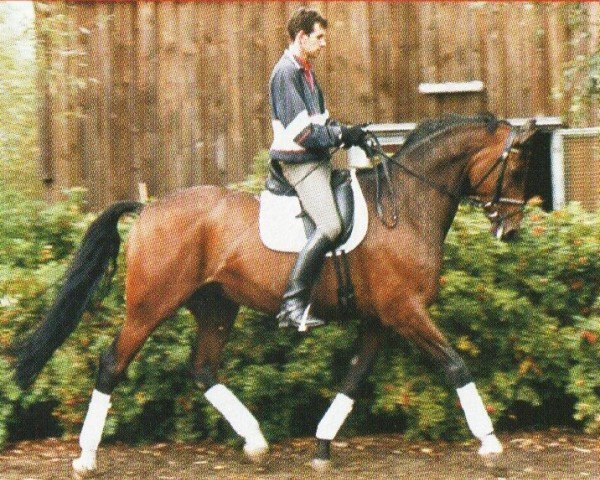 horse MB Mauricius (Hanoverian,  , from Max M.)