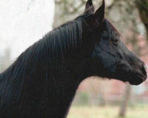 stallion Ebony Raisuli EAO (Arabian purebred, 1996, from Rodan El Pharo EAO)