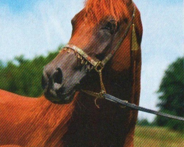Pferd Nushara (Araber, 2008, von M Sharin EAO)