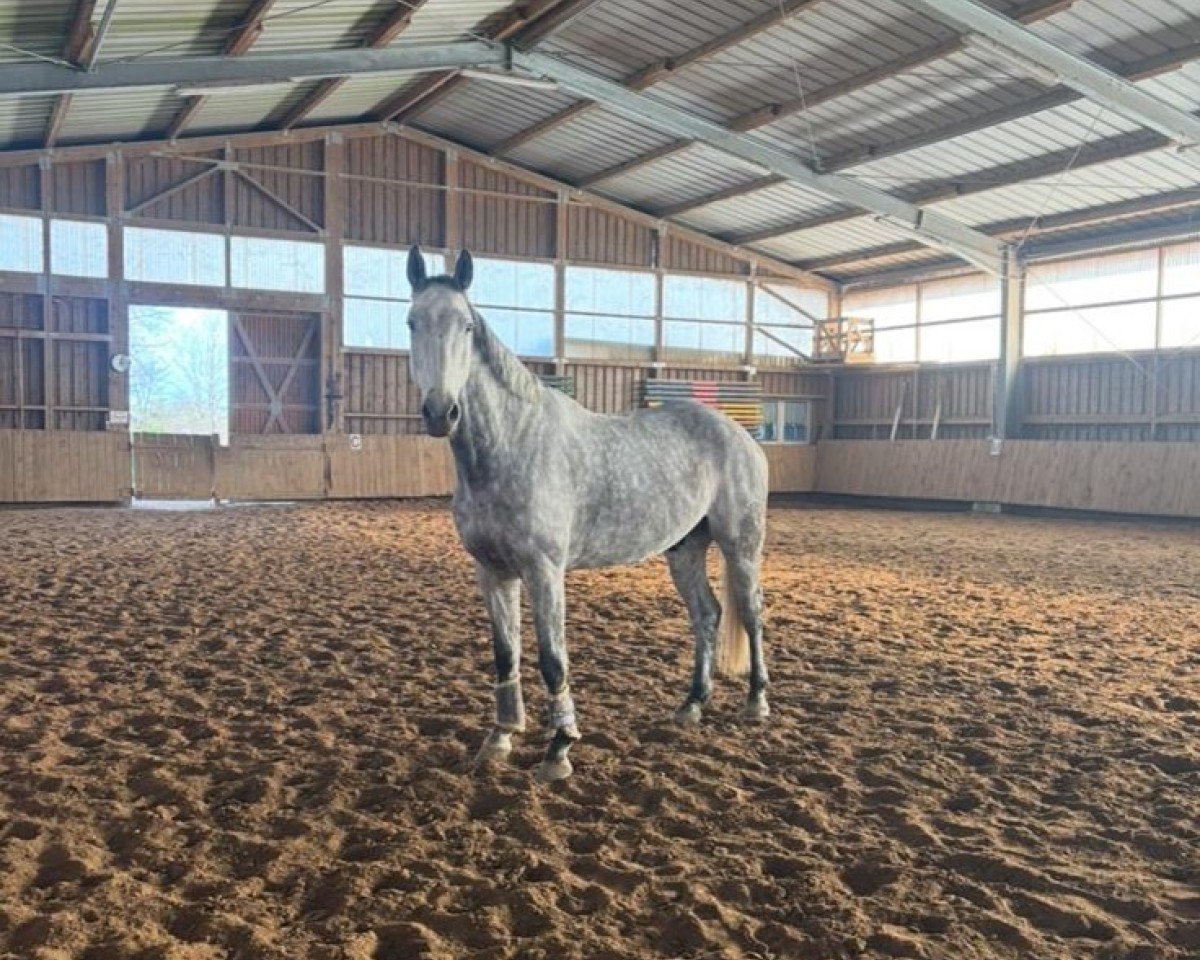 Springpferd Charming Boy 75 (Deutsches Sportpferd, 2018, von Canto)