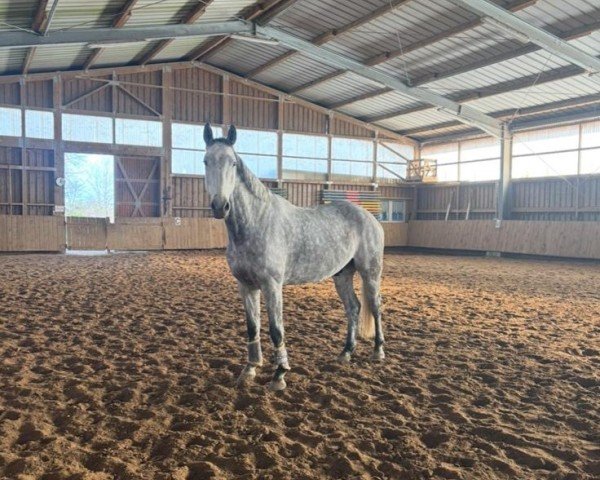 jumper Charming Boy 75 (German Sport Horse, 2018, from Canto)