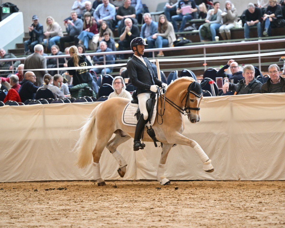 dressage horse DSP Amiro (3,125% ox) (Edelbluthaflinger, 2010, from Alibaba)