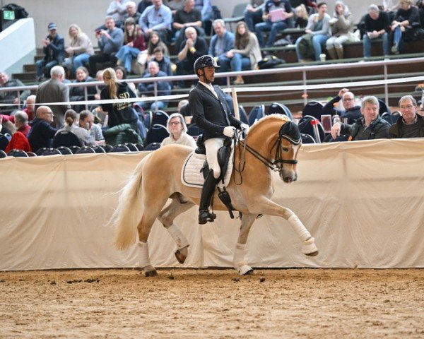 Dressurpferd DSP Amiro (3,125% ox) (Edelbluthaflinger, 2010, von Alibaba)
