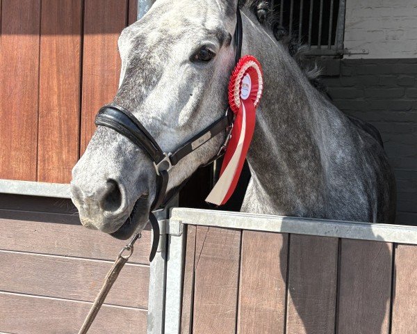 dressage horse Inspector Ilay (Trakehner, 2020, from Dezember)