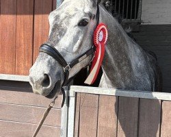 dressage horse Inspector Ilay (Trakehner, 2020, from Dezember)