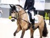 dressage horse MBF Donner Florentina (German Riding Pony, 2017, from Classic Dancer I)