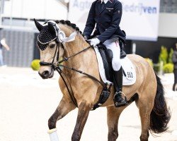 dressage horse MBF Donner Florentina (German Riding Pony, 2017, from Classic Dancer I)
