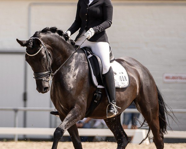 dressage horse Daisy Noir (Luxembourg horse, 2018, from Damsey FRH)