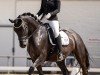 dressage horse Daisy Noir (Luxembourg horse, 2018, from Damsey FRH)