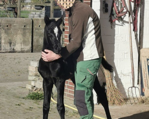 Fohlen von Nayrobi KS (Deutsches Reitpony, 2025, von Nuno 6)