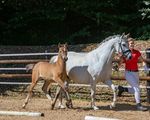 jumper Missoury (German Riding Pony, 2023, from Big Bamboo Zv WE)
