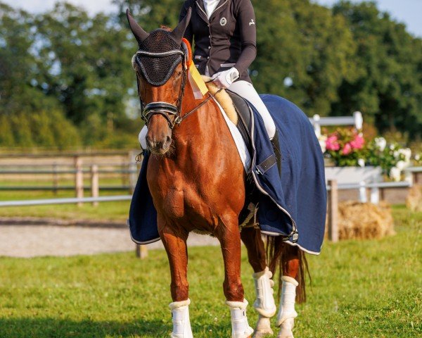 broodmare Gräfin 135 (Hanoverian, 2004, from Graf Top)
