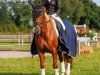 broodmare Gräfin 135 (Hanoverian, 2004, from Graf Top)