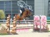 jumper Ariba Ter Elzen Z (Zangersheide riding horse, 2015, from Air Jordan Alpha Z)