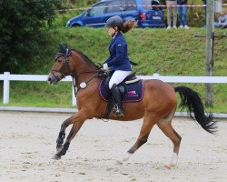 Springpferd Petite fleur van het Berkenbos (Belgisches Reitpony, 2011, von J'aime ter Putte)