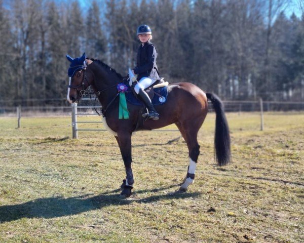 Springpferd Quintano 65 (Hannoveraner, 2015, von Quality 9)
