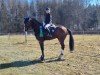 Springpferd Quintano 65 (Hannoveraner, 2015, von Quality 9)