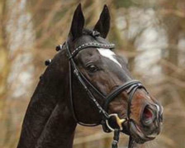 stallion Lucarelli xx (Thoroughbred, 2006, from High Chaparral xx)