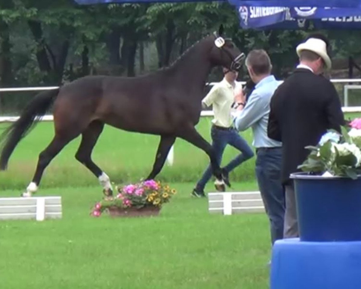 broodmare Foundation's Lady Lucia (Hanoverian, 2018, from Foundation 2)
