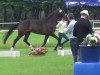 broodmare Foundation's Lady Lucia (Hanoverian, 2018, from Foundation 2)