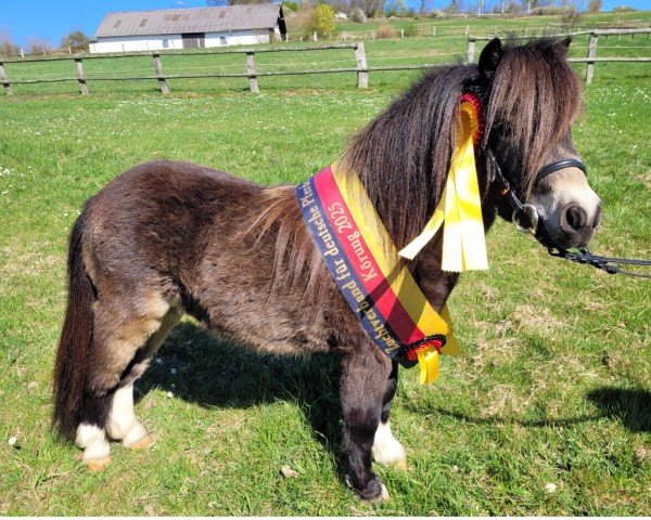 Pferd Hannibal vom Burgblick (Shetland Pony (unter 87 cm), 2022, von Hummer van Stal Polderzicht)