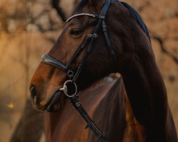 jumper Quality's Queen (Oldenburg, 2012, from Quality 9)