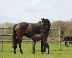 broodmare Runa Royal S (Oldenburg, 2017, from San Heinrich)