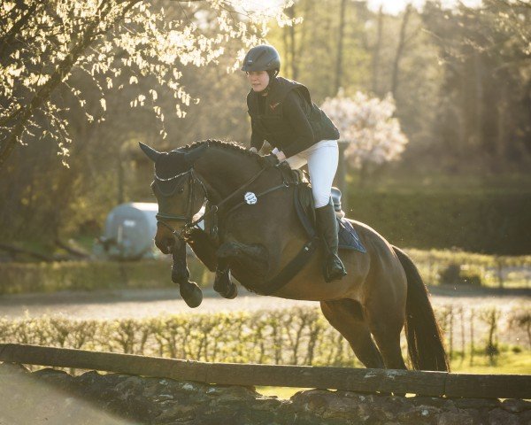 Dressurpferd Dottoressa 9 (Deutsches Sportpferd, 2019, von Dimagico)