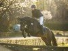 dressage horse Dottoressa 9 (German Sport Horse, 2019, from Dimagico)