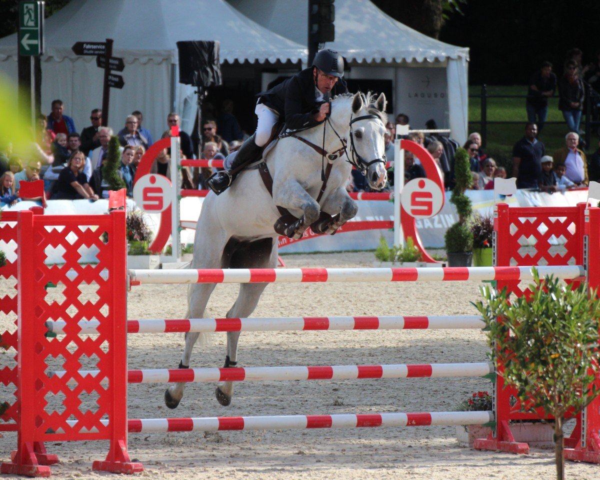 broodmare Carradina (Oldenburg show jumper, 2009, from Cristo)