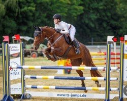 jumper Esperinza del Mondo (KWPN (Royal Dutch Sporthorse), 2009, from Emilion)