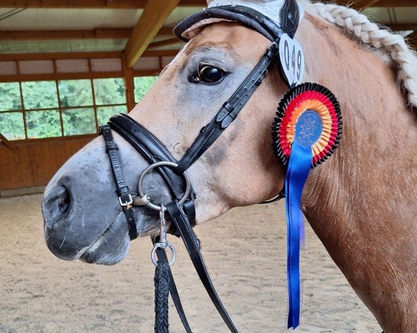 dressage horse Little Lelia (Edelbluthaflinger, 2019, from Wirbelsturm-P)