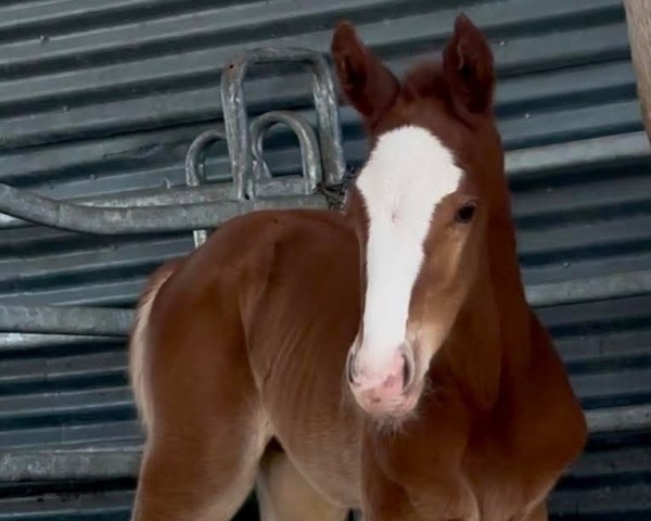 foal by Amadeo B (Holsteiner, 2025, from Accroche)