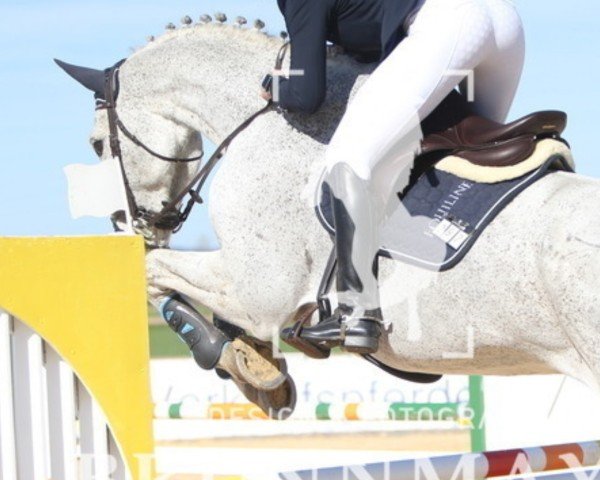 jumper Graf Glueck 3 (Hanoverian, 2013, from Graf Top)
