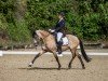 dressage horse Coco Chanel 279 (German Riding Pony, 2015, from Cosmopolitan NRW)