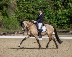 Dressurpferd Coco Chanel 279 (Deutsches Reitpony, 2015, von Cosmopolitan NRW)