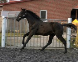 dressage horse Hengst von Maracaná / San Amour I (Oldenburg, 2020, from Maracana)