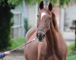 Springpferd Justy 47 (Sachsen-Anhaltiner, 2002, von Justizrat)