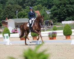 dressage horse Gasparo T (KWPN (Royal Dutch Sporthorse), 2011, from Alexandro P)