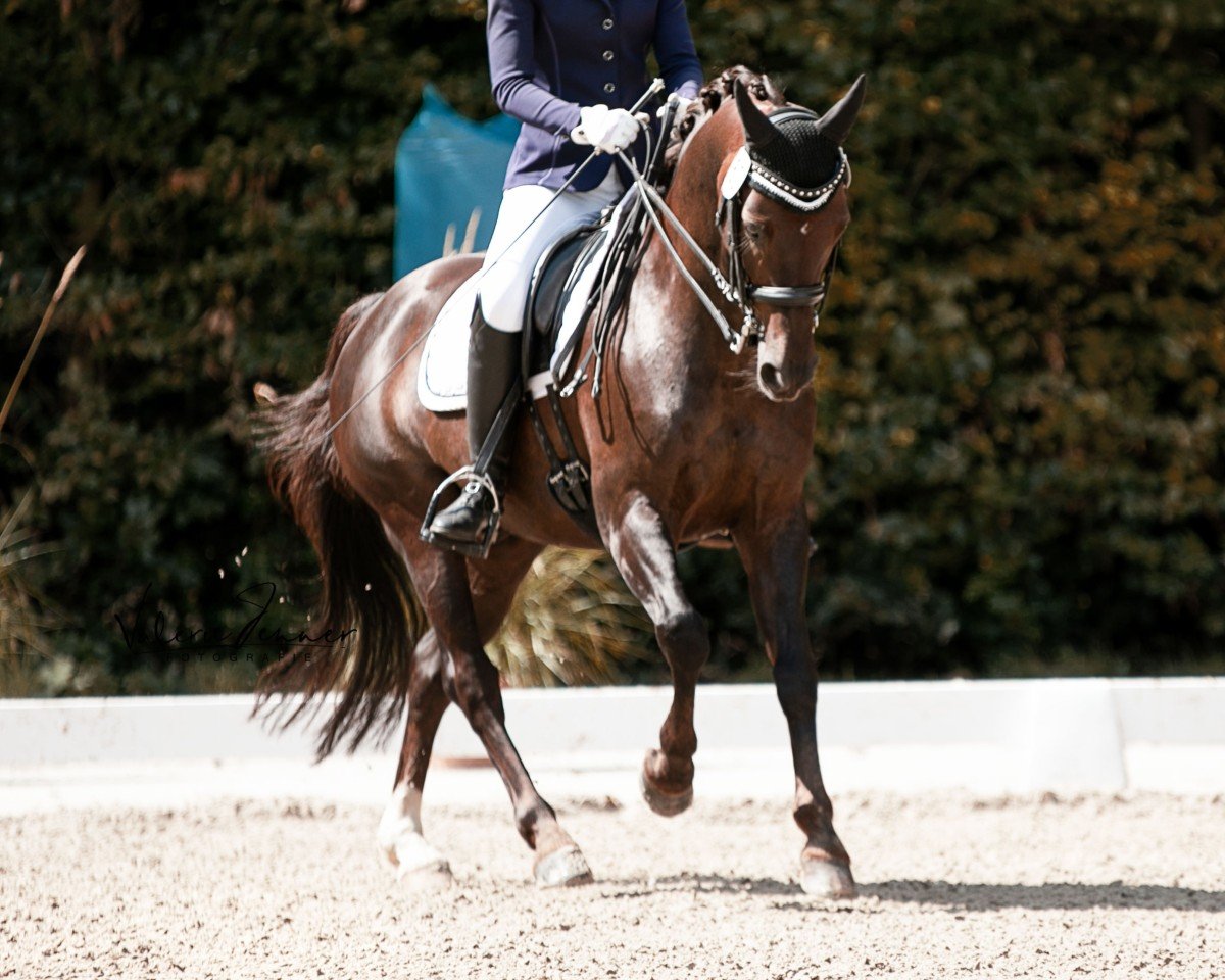 Dressurpferd Carlsson 68 (Deutsches Reitpony, 2008, von Charivari)