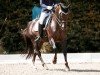 dressage horse Carlsson 68 (German Riding Pony, 2008, from Charivari)