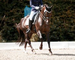 Dressurpferd Carlsson 68 (Deutsches Reitpony, 2008, von Charivari)