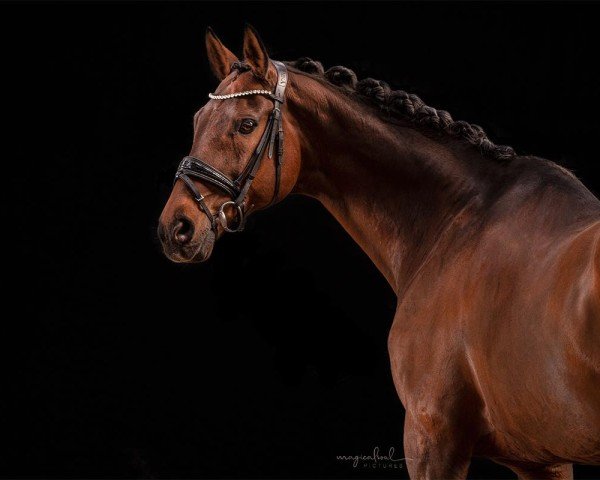 Dressurpferd San Rubin 6 (Oldenburger, 2008, von San Schufro)