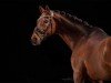 dressage horse San Rubin 6 (Oldenburg, 2008, from San Schufro)