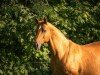 dressage horse Fuxi 4 (Hanoverian, 2005, from Guenzel)
