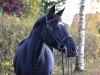 Springpferd Daisy Royal (Hannoveraner, 2016, von Dressage Royal)