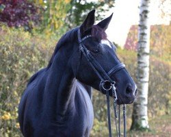 Springpferd Daisy Royal (Hannoveraner, 2016, von Dressage Royal)