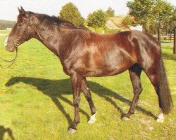 broodmare Future Breeze 2 (Westphalian, 1998, from Foxiland xx)
